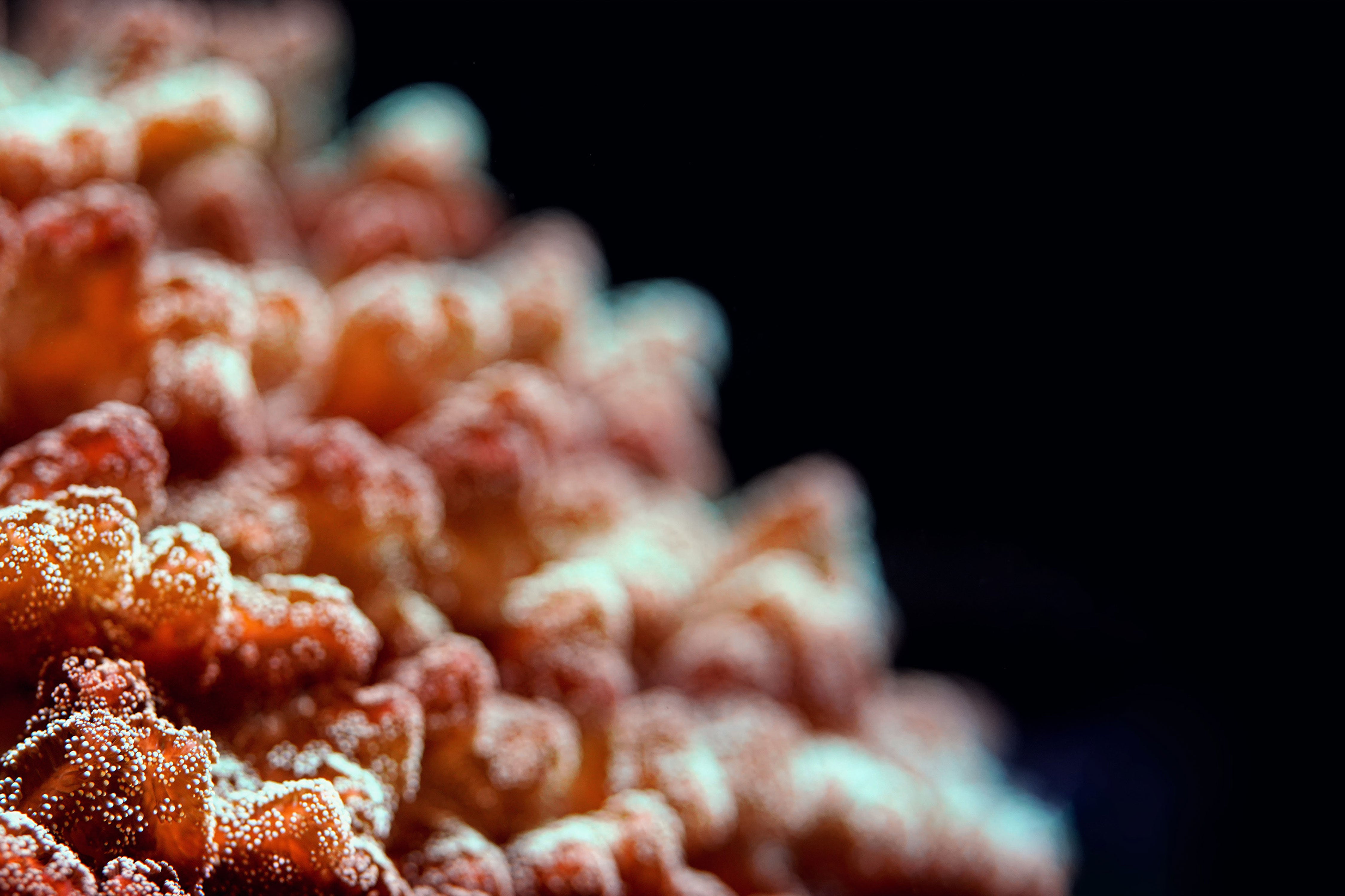 Aquamin: Unlocking the Hidden Health Benefits of the Sea