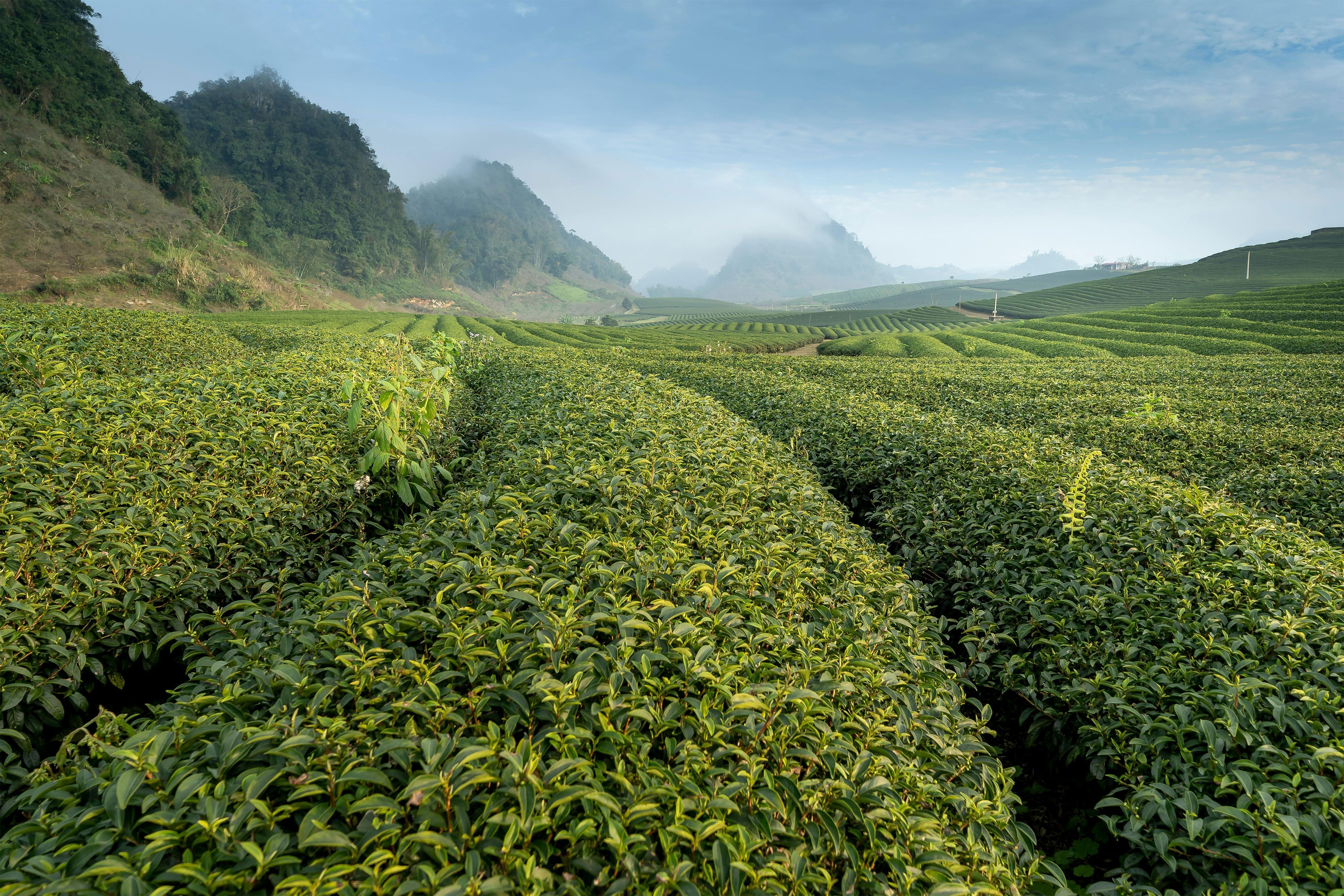 Health Benefits of Green Tea Caffeine versus Caffeine Anhydrous