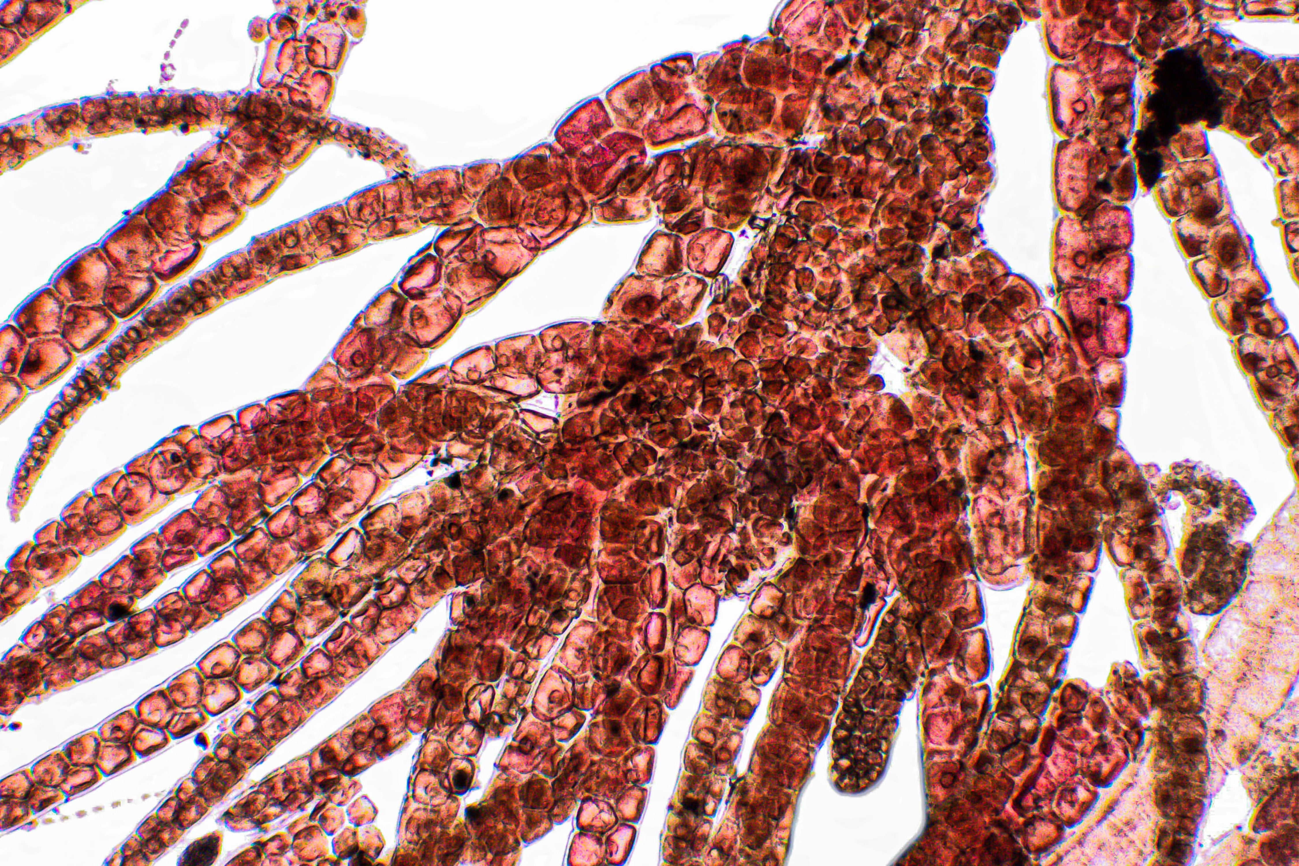 Irish Sea Moss and Its Hydrating Health Benefits