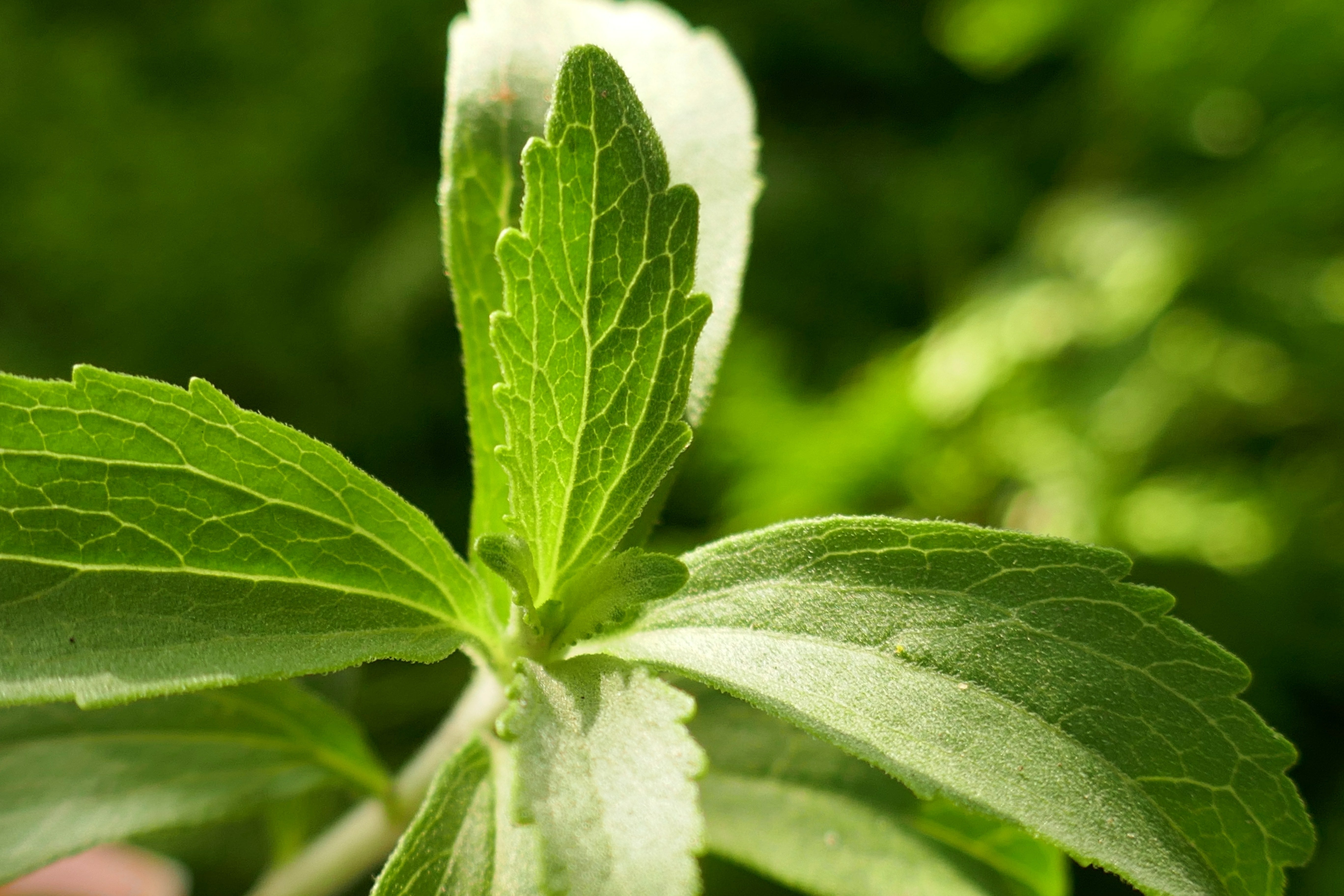 Stevia: A Natural Low-Calorie Sweetener Worth Investigating