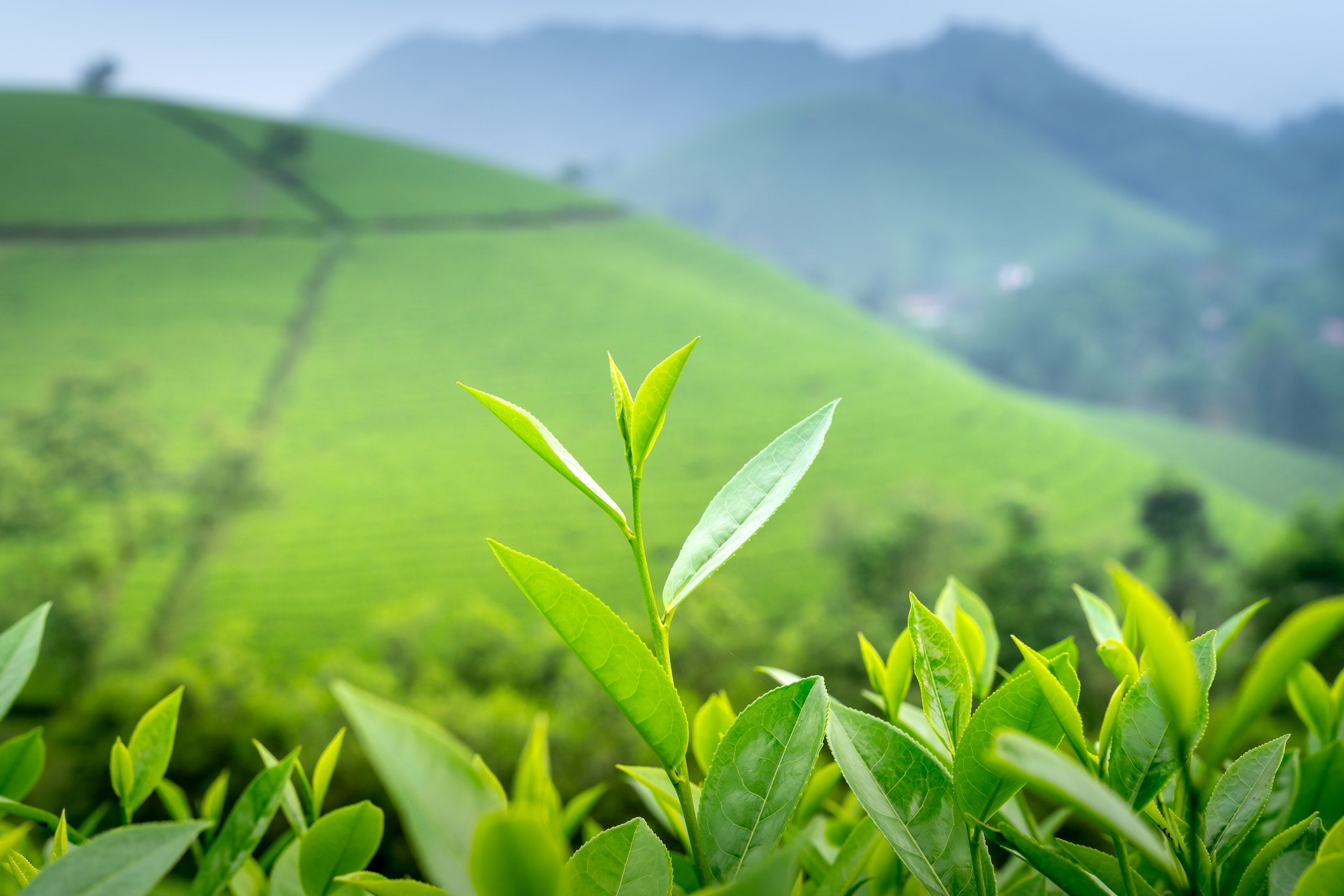 Health Benefits of Green Tea Caffeine versus Caffeine Anhydrous