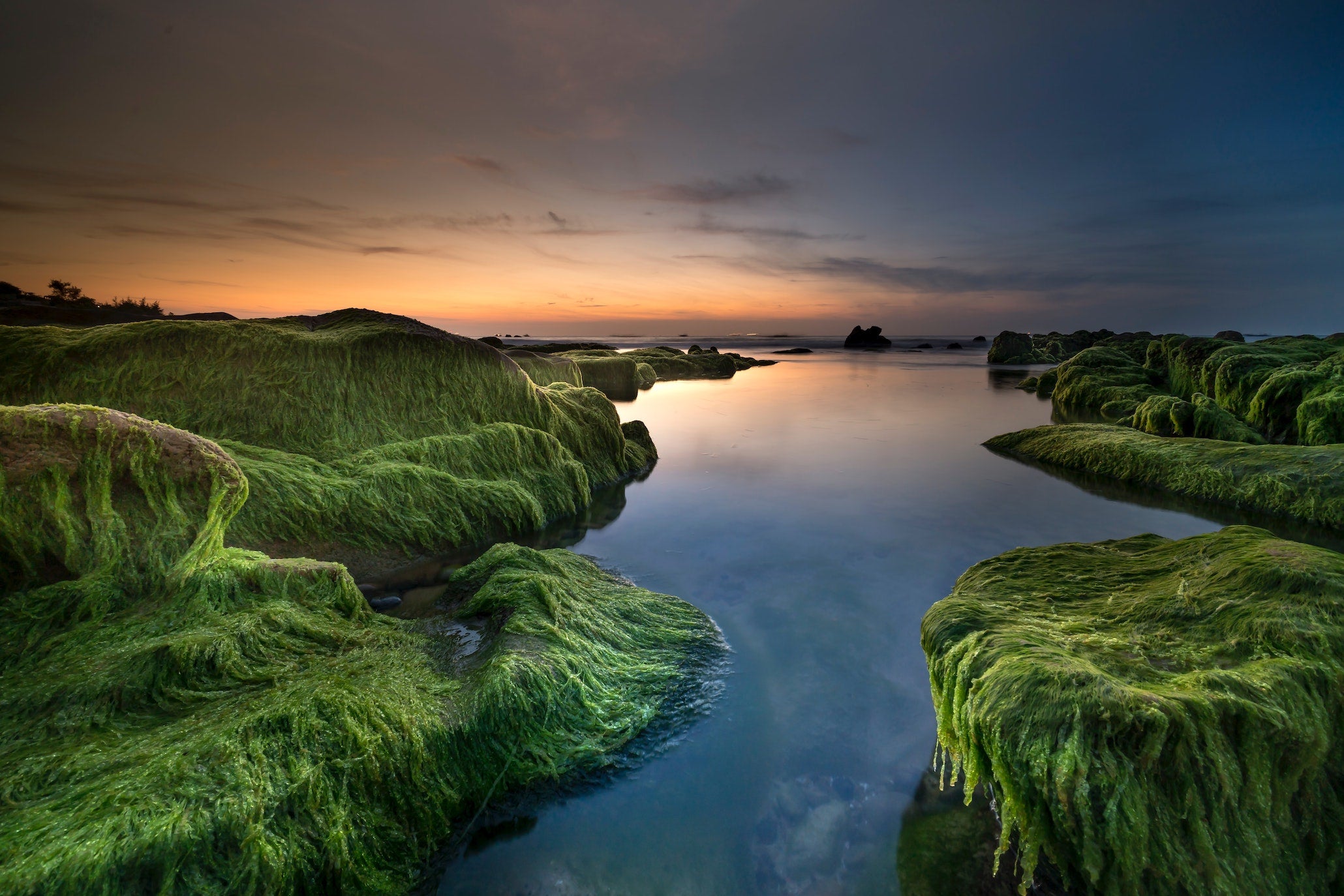 Irish Sea Moss and Its Hydrating Health Benefits