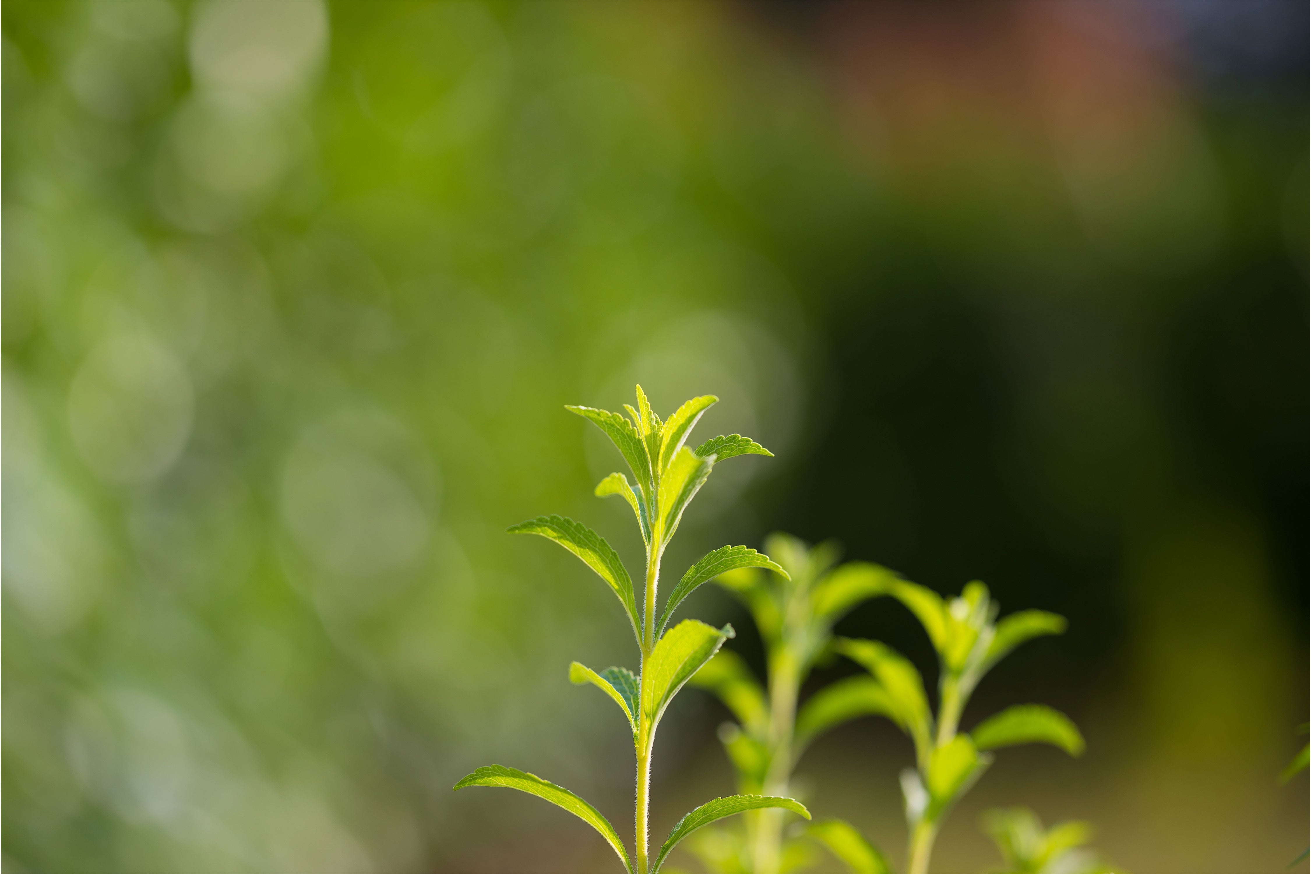 Stevia vs. Artificial Sweeteners and Alcohol Sugars: Exploring the Health Benefits