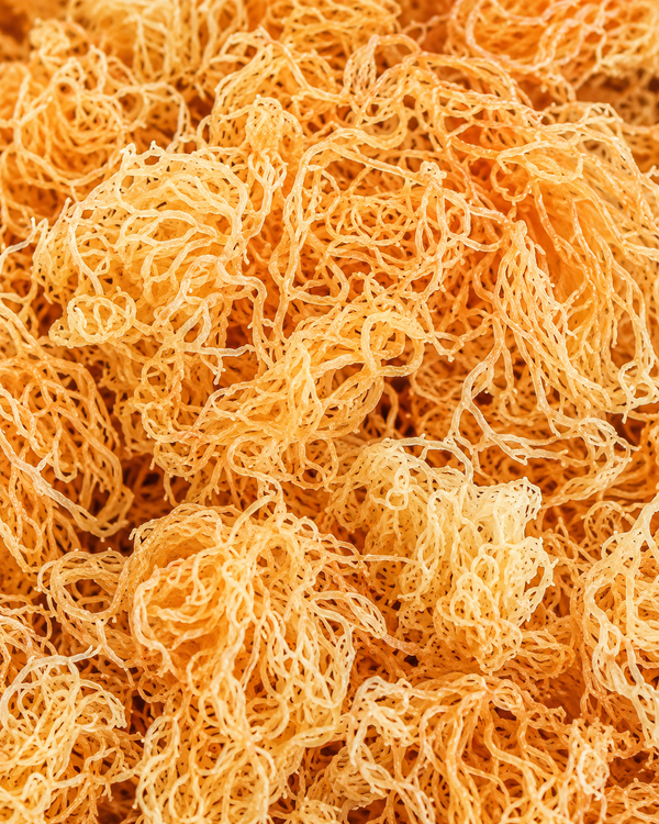 Irish Sea Moss