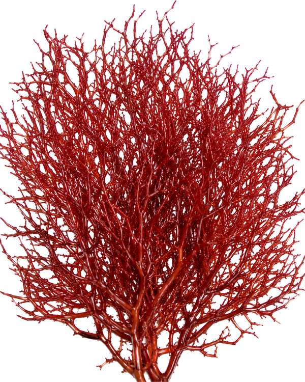 Aquamin® Marine Magnesium